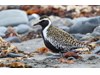 Photo of Pluvialis fulva